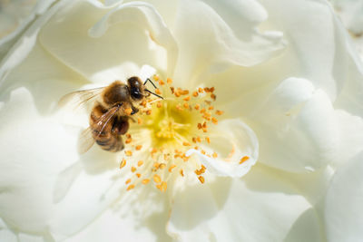 Close-up of bee pollinating on flower