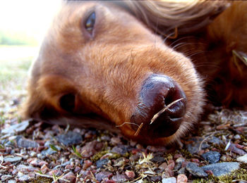 Close-up of a dog lying down