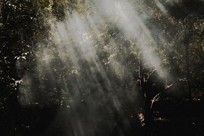 Low angle view of sunlight streaming through trees in forest