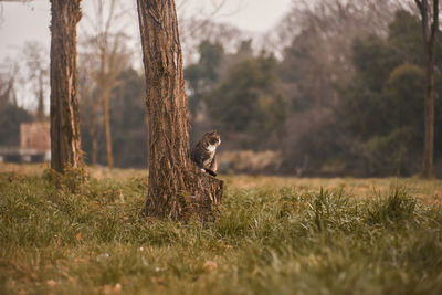 View of a cat on trunk