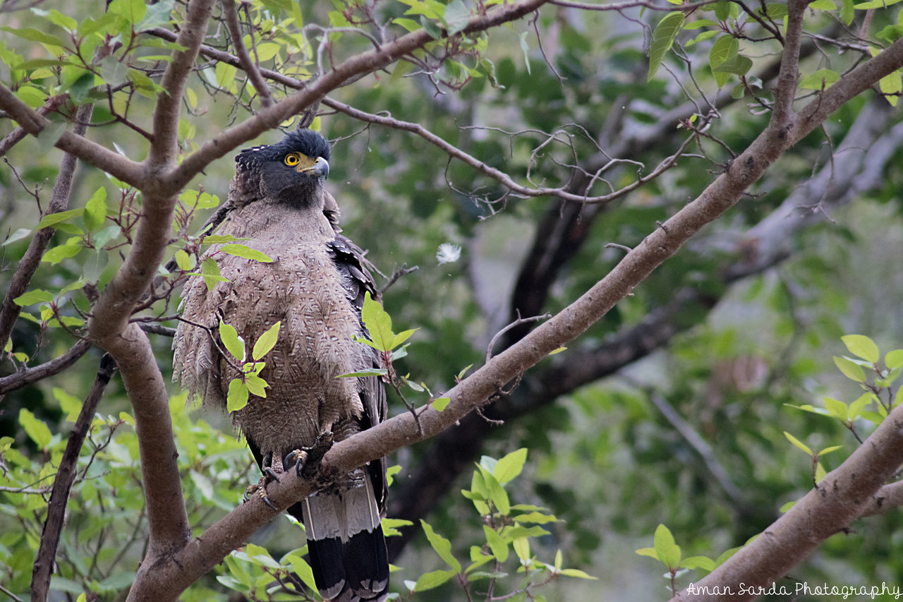 Ranthambore National Park, India