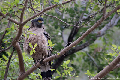 Bird perching on tree