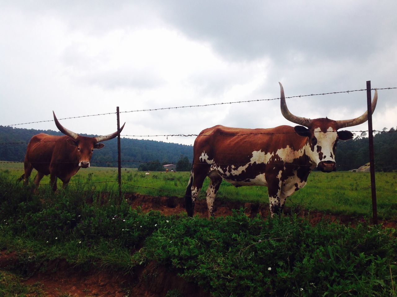 animal themes, horse, livestock, field, sky, domestic animals, grass, herbivorous, mammal, grazing, cow, cloud - sky, landscape, fence, standing, pasture, grassy, cloudy, medium group of animals, nature