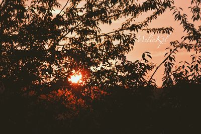 Low angle view of silhouette trees against sky during sunset