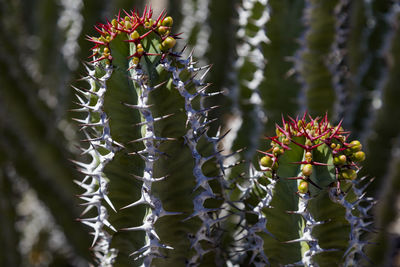 A succulent in the naukluft national park of namibia