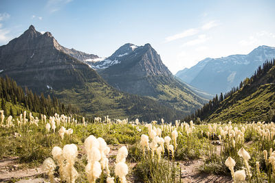 Scenic view of flowers on field and mountains against sky