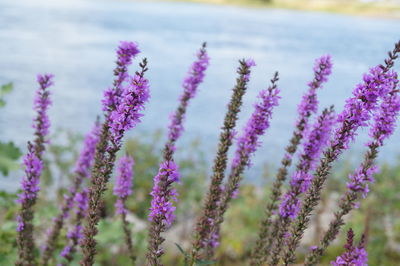 Close-up of purple flowering plants on field