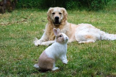 Dog on grass