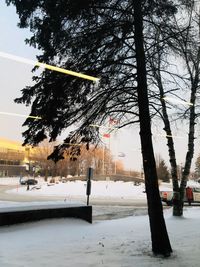 Trees on snow covered field against sky