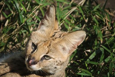 Close-up of a cat on field