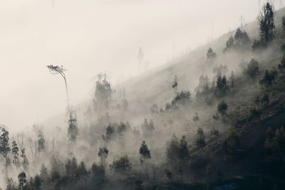 Trees in foggy weather