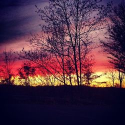 Silhouette of trees at sunset