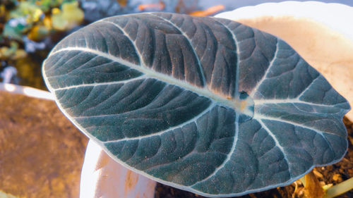 Close-up of fish on leaf