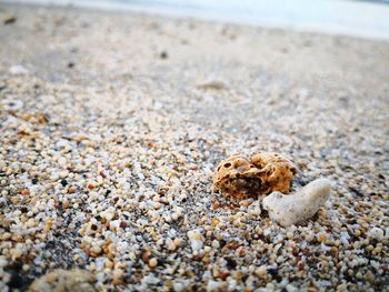 Close-up of shell on sand