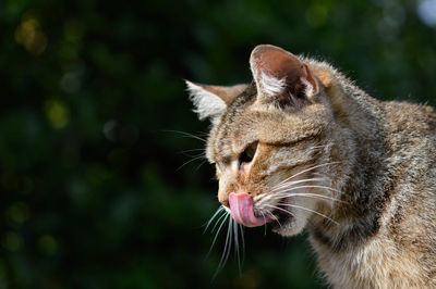 Close-up of cat