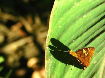 Close-up of insect on leaf