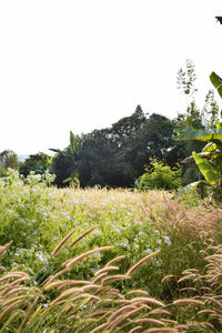 Crops growing on field against clear sky