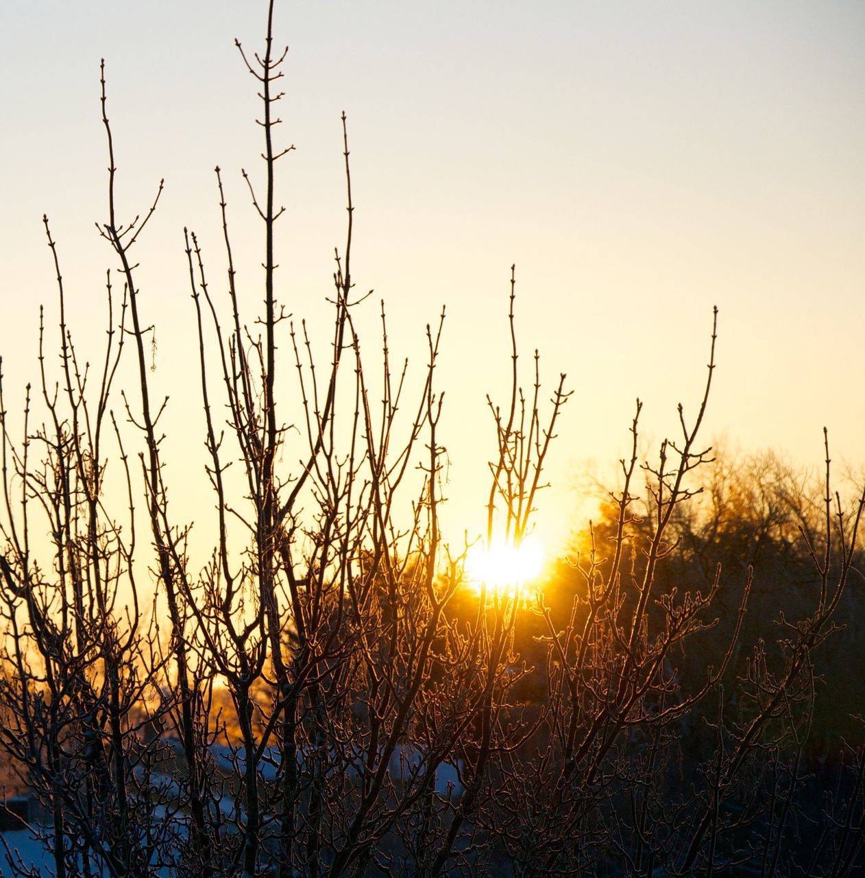 sunset, sun, nature, sunlight, silhouette, orange color, growth, no people, plant, beauty in nature, outdoors, tree, sky, close-up, day