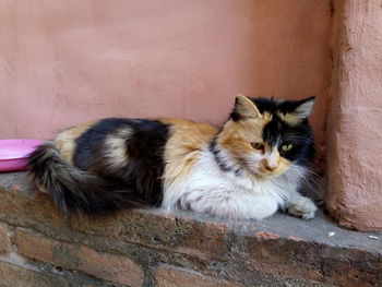 Portrait of cat resting on wall