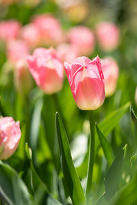 Close-up of pink tulip