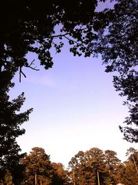 Low angle view of trees against clear sky