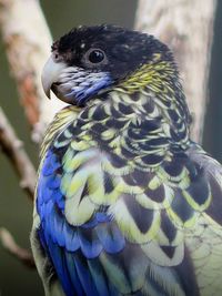 Close-up of parrot