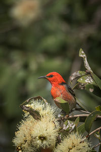 Close-up of red bird perching on branch