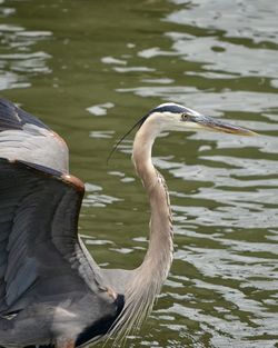 Close-up of heron in lake