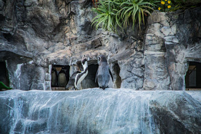 View of bird on rock against waterfall