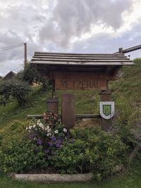 Flowering plants by building against sky