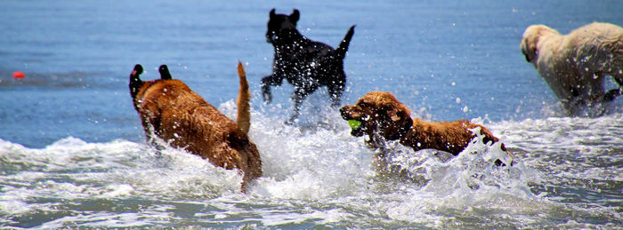 Glorious chaos. wow look it's a ball. get it. dog beach in san diego, california. 