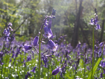 Close-up of purple flowers