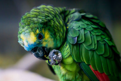 Close-up of parrot