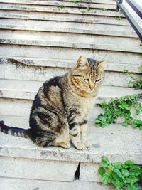 Portrait of a cat