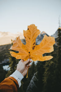 Close-up of hand holding maple leaf