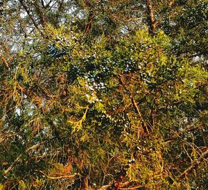 Close-up of tree in forest