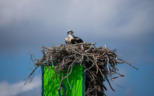 Bird perching on nest