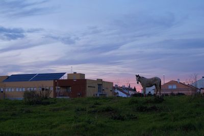 Houses on field against sky