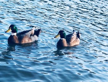 Ducks swimming in lake