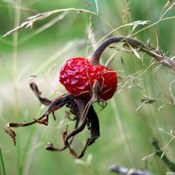 Close-up of red flower