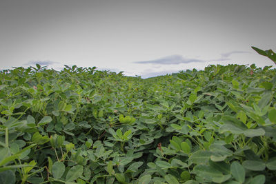 Close-up of plants growing on field against sky