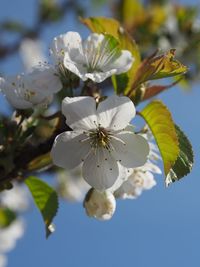 Close-up of white cherry blossoms