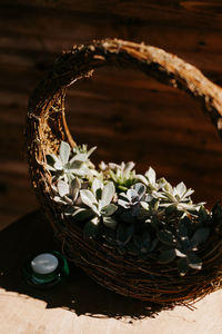 Close-up of potted plant on table