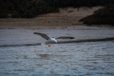 Seagull flying over sea