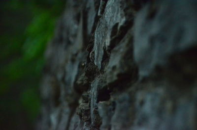 Close-up of lichen on tree trunk