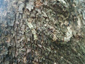 Full frame shot of tree trunk