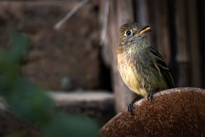 Close-up of bird perching on wood