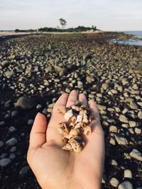 Close-up of person hand holding seashells