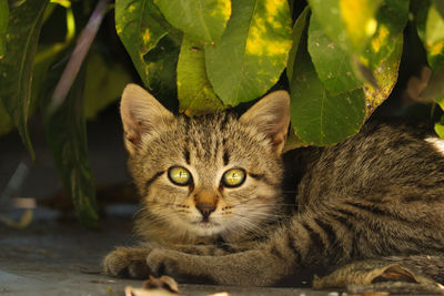 Close-up portrait of cat