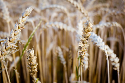 Close-up of wheat growing on field